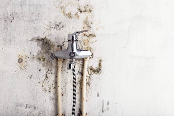 Best Toxic Mold Removal  in Walworth, WI