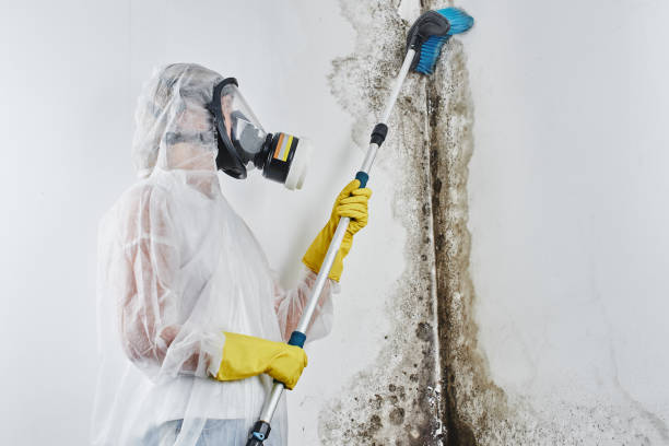 Best Commercial Mold Removal  in Walworth, WI
