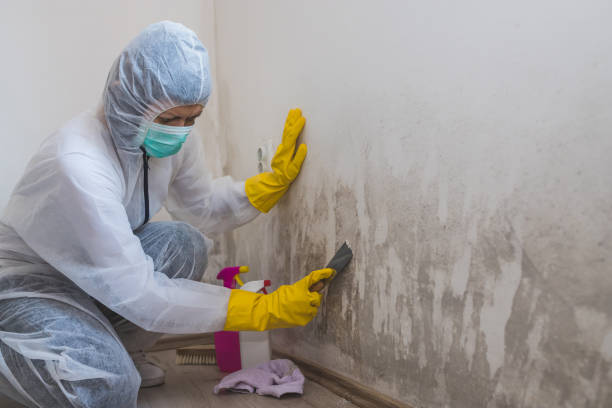 Certified Mold Removal in Walworth, WI