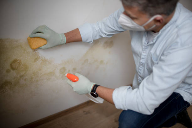 Best Affordable Mold Removal  in Walworth, WI