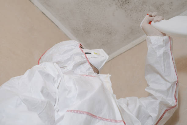 Best Certified Mold Removal  in Walworth, WI