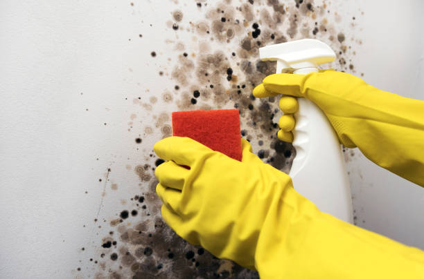 Mold Removal Process in Walworth, WI